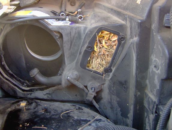 I also had a 'bit' of a problem with tamarack needles plugging up my AC condenser!