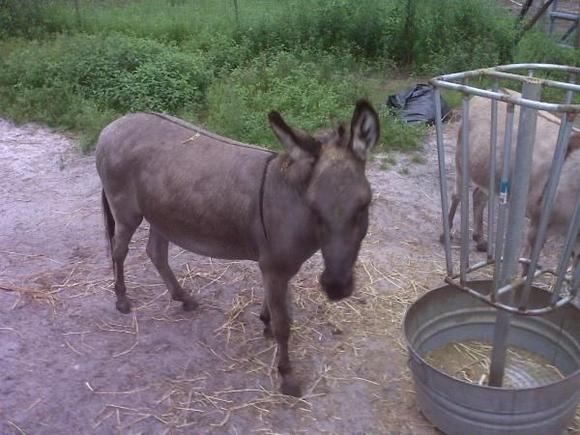 donkeys, pigs, fish ,