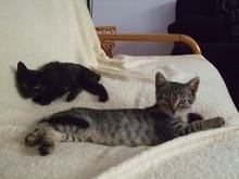 Two of the many cats belonging to the sister-in-law in Hungary. This can vary from five to ten at any one time!!!