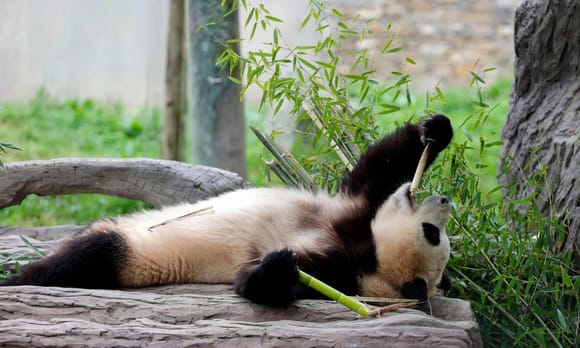 ‘I’m telling you, this bamboo stuff just gets better and better.’