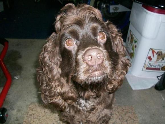 Mr.Mojo always wanting to assist when we work on something. He is quite curious too.