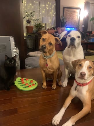 This is my rescue group. 