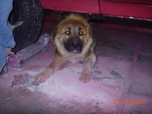 Wild, the shop dog