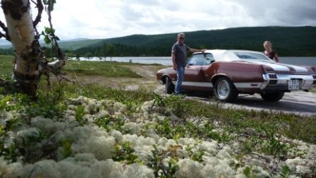 Cutlass in Norwegian nature