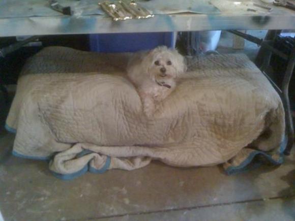 This is Memphis Belle, a Maltese. She's my garage dog. She's actually laying on top of the front seats. She loves it out here!