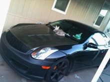 the car tends to attract female cats if u know what i mean..lol