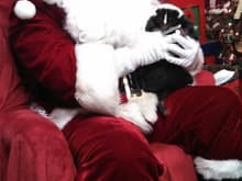 My pet skunk &amp; Santa