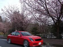 With cherry blossoms
