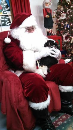 My pet skunk &amp; Santa