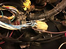 Brown spliced into blue w/white stripe