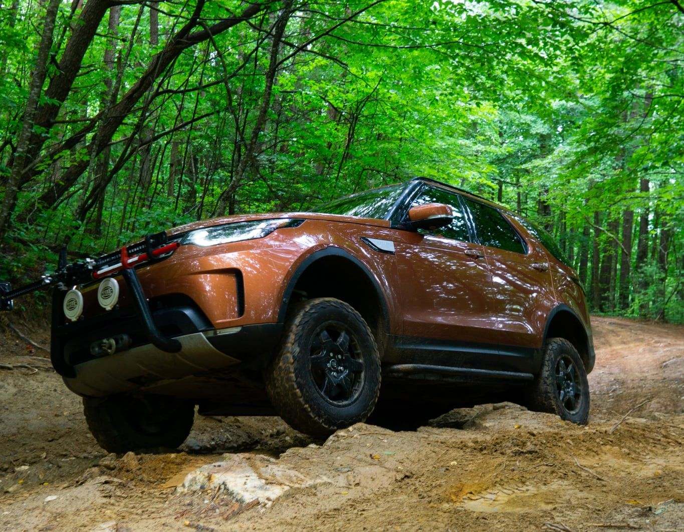 rain forest patrol
