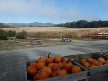 An apple orchard/pumpkin spot in Hendersonville