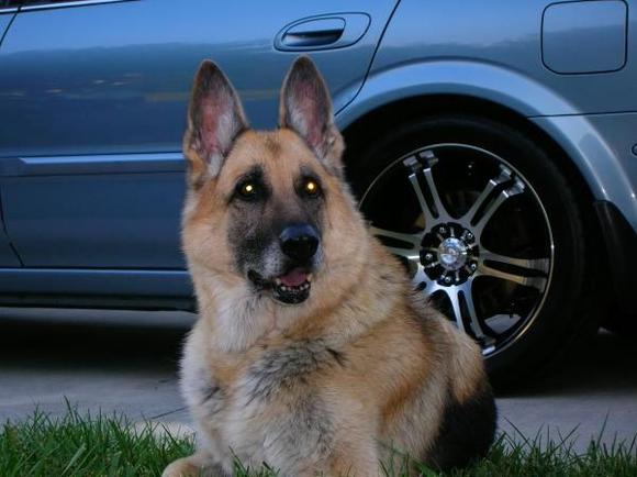 Sandy 06-06-94 to 7-28-08 RIP....