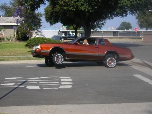 tangarine monte sitting on 3