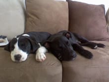 Novi and Paxton....our 2 trouble makers.