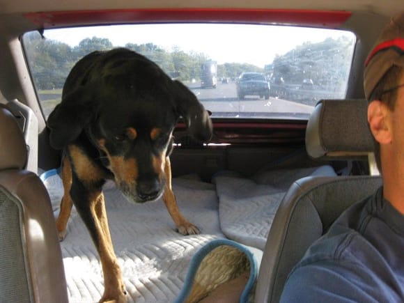 Peg (the Wonder-Rotty) loves to &quot;surf&quot; in the back. She can also lie down back there and see the road ahead.