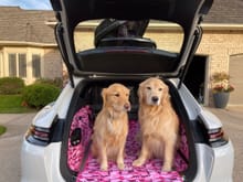 Dogs love the Sport Turismo
