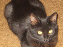 Natasha Ready To Cast a Spell! Our Youngest Black Cat & a Real Playful Sweetie!