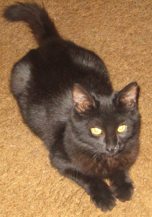 Natasha Ready To Cast a Spell! Our Youngest Black Cat & a Real Playful Sweetie!