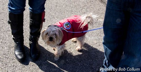 Cash, the Alfa dog!