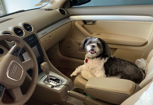Road dog relaxing