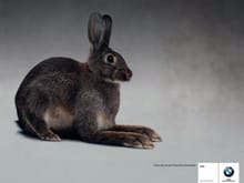 1-hare.jpg