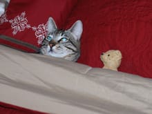 My cat Buddy and his little teddy bear.  Ha ha maybe you should move when i make the bed next time!