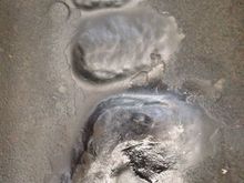 Pistol shape dent about 1" deep, others 1/4-1/2"