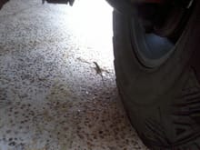 He's lucky I had Geico at the time...