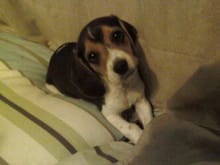 my beagle when he was a pup (rambo.......)