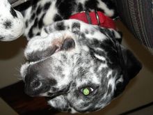 marley say hi
