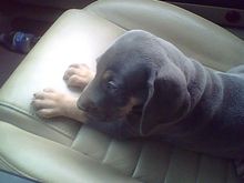 Mans best friend