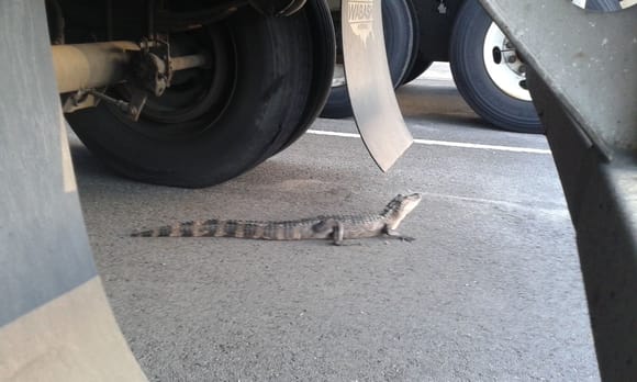 This little guy was hangin out under a trailer at the Home Depot RDC....