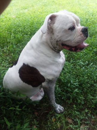 This,,, is Miss Bailey !!! My 3yr old 100+ lb American Bulldog !!!