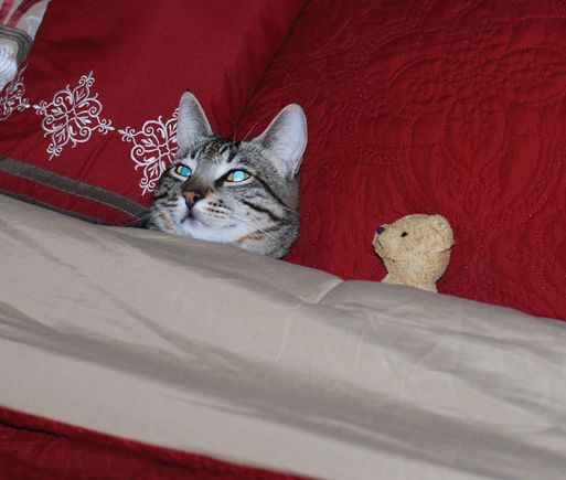 My cat Buddy and his little teddy bear.  Ha ha maybe you should move when i make the bed next time!