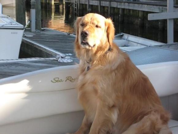 My boat dog and wheelin' buddy, Barley
