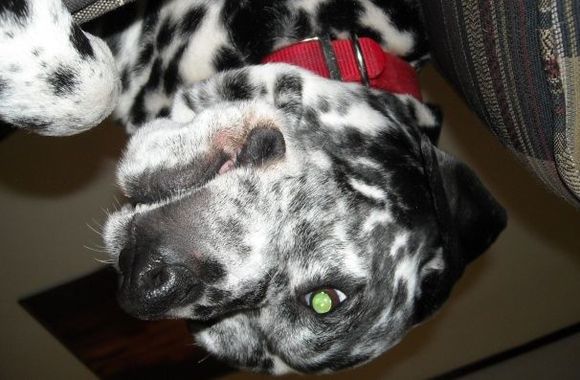 marley say hi