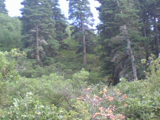 Bear, it's hard to see it, but if you can zoom in, it's there. I was out exploring ,and thought it was a really big dog. I stopped and backed up to take another look! We had a stare down for about 15 minutes. I have shots from another camera else where in my pictures.