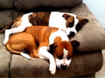My 2 pitbulls, up top is Echo and below is Apollo
