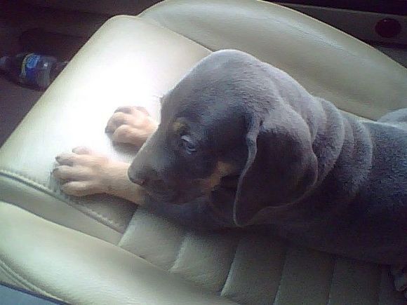 Zeus is my new co-pilot. Can't wait until he grows up a bit and can ride along in the Jeep.