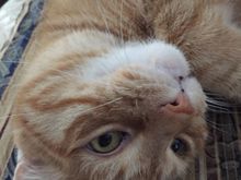 Nacho’s ready for rodent duty! 