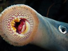 Hopefully not a blood sucking drain , killing the battery. But just a loose ground at the battery!
Now do not touch that positive cable to any ground points, it will kill your radio! 