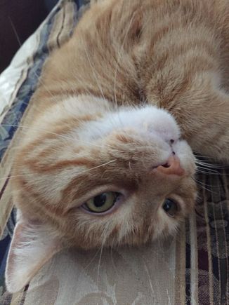 Nacho’s ready for rodent duty! 