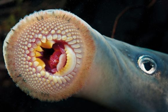 Hopefully not a blood sucking drain , killing the battery. But just a loose ground at the battery!
Now do not touch that positive cable to any ground points, it will kill your radio! 