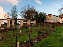 Castoro Cellars Winery