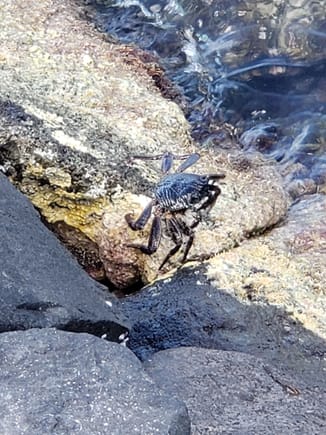 Waikiki jetty has crabs :D