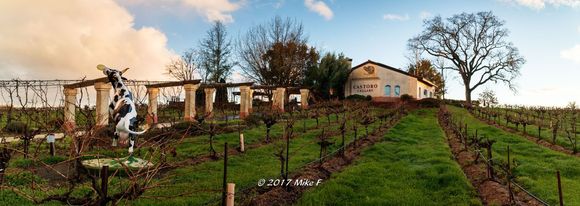 Castoro Cellars Winery