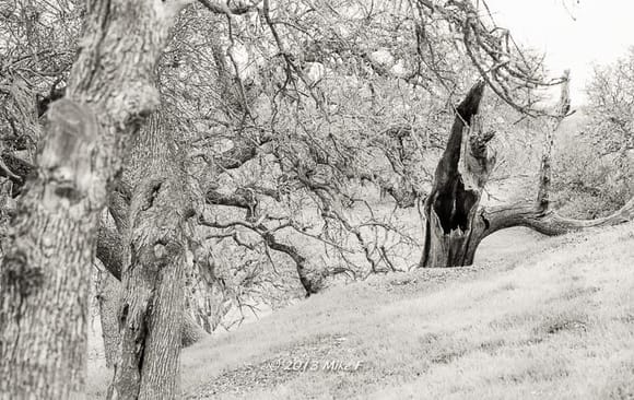 Tree along one of the back roads in Paso Robles