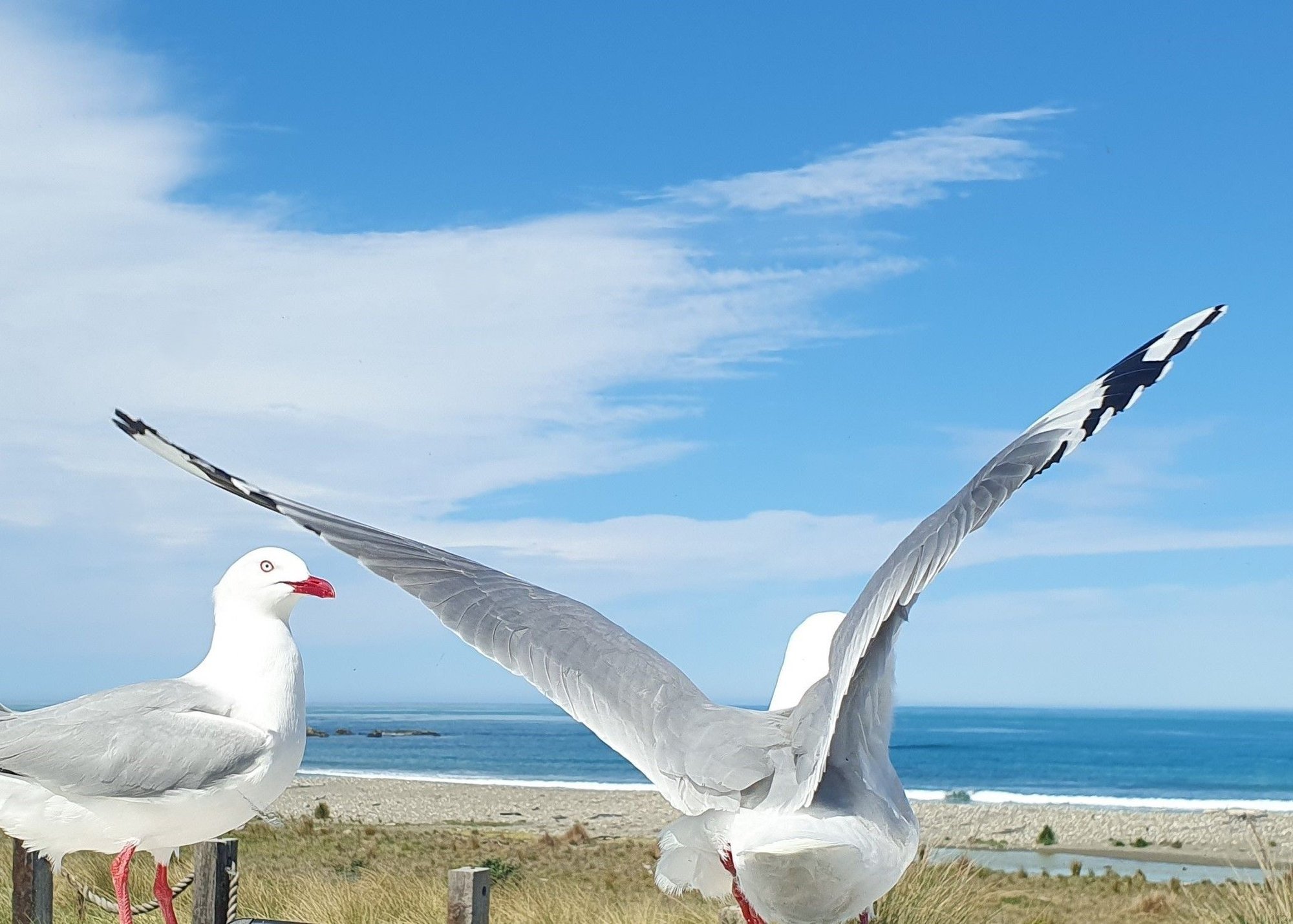 Birds at the beach?