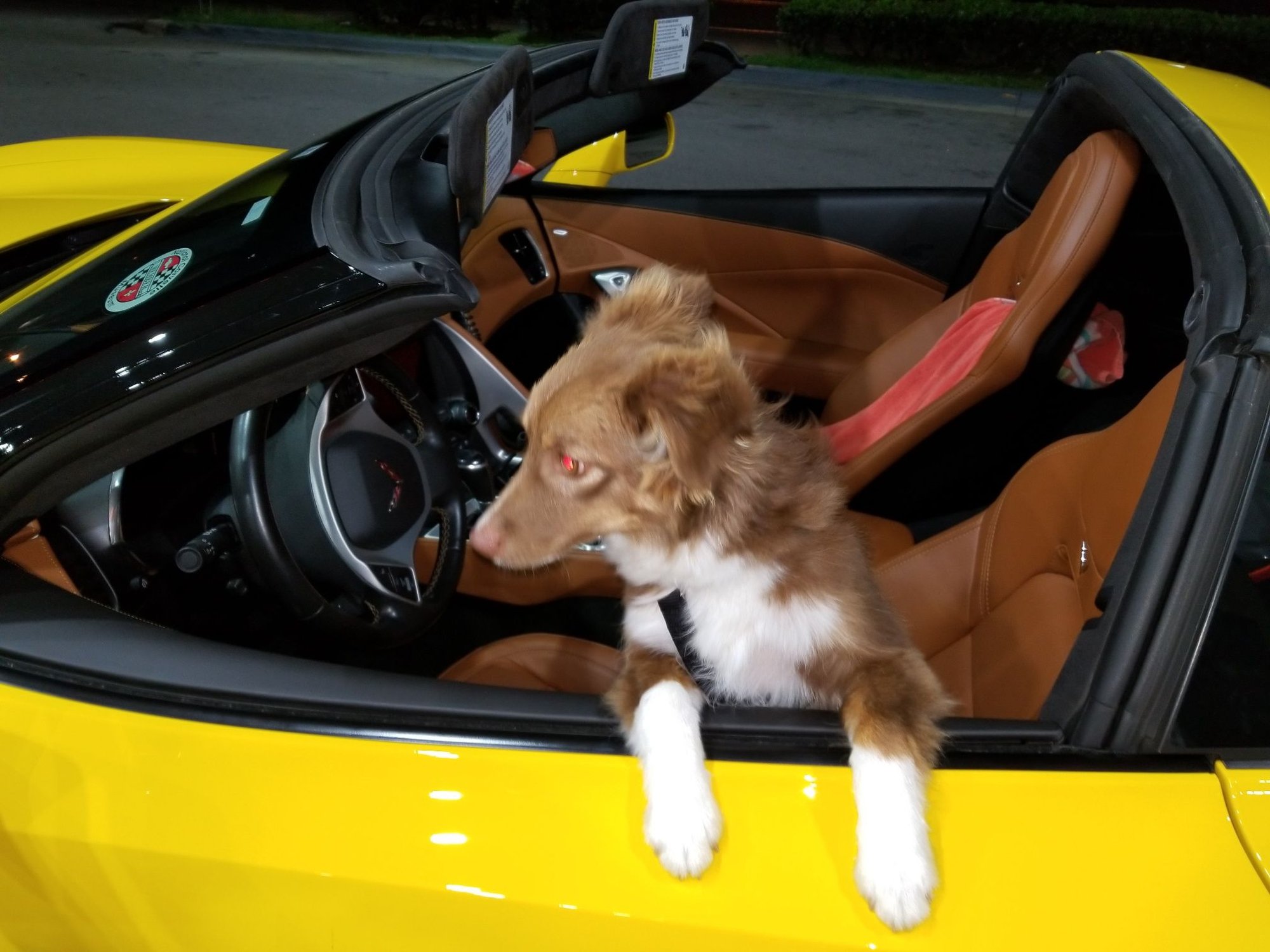 Dog in Vette Page 4 CorvetteForum Chevrolet Corvette Forum Discussion